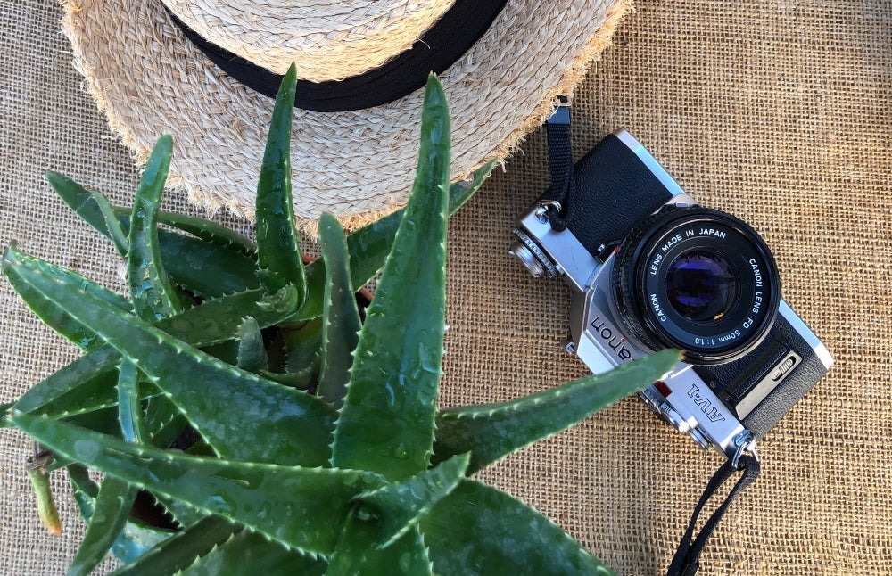 All About Aloe Vera: The Plant of Immortality  Crawford Street Skin Care
