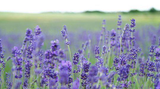 The healing benefits of lavender