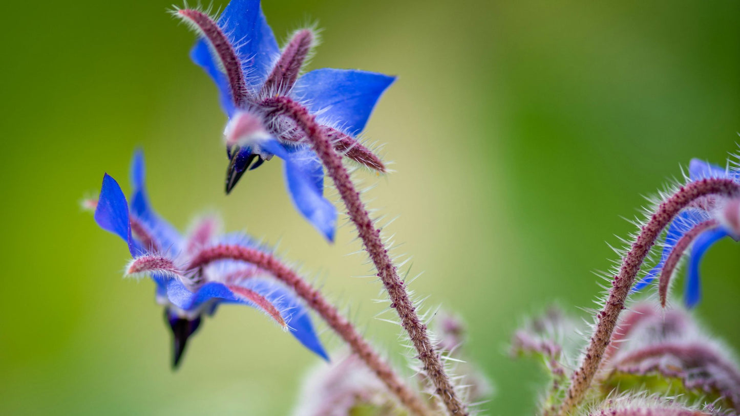 Borage Oil, the hero ingredient in our miracle repair Cuticle Serum
